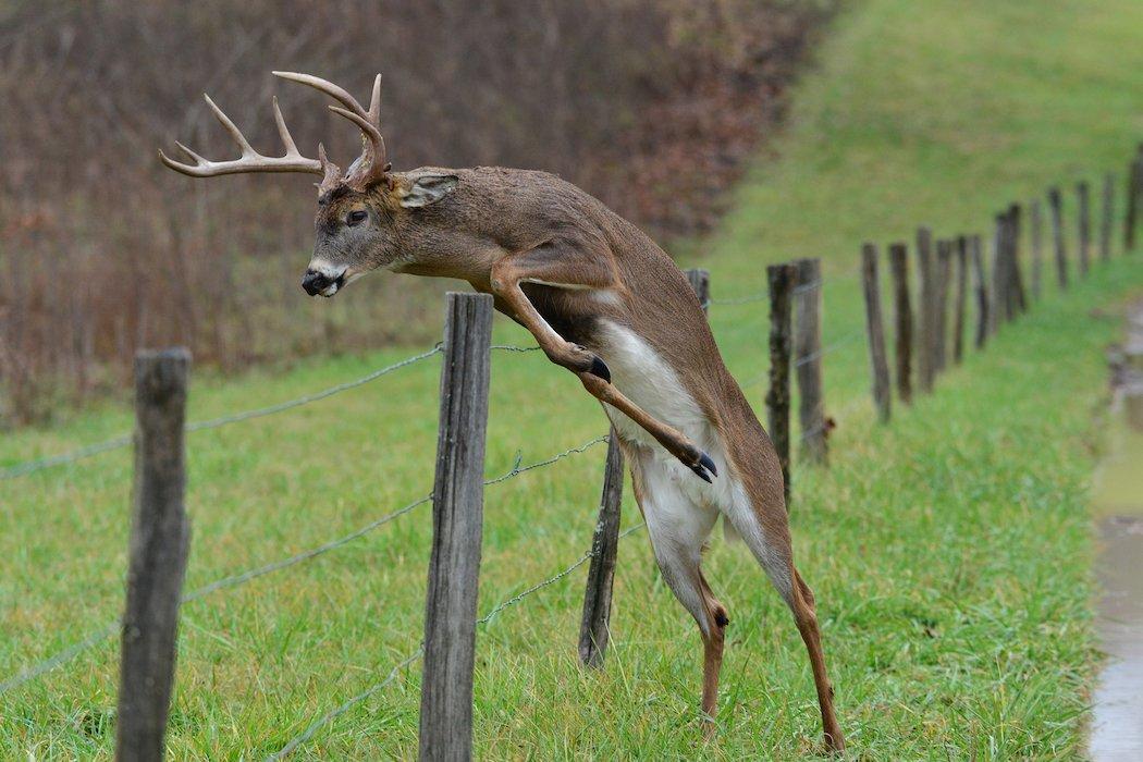 The Dominant Bucks Do Not Breed All of the Does