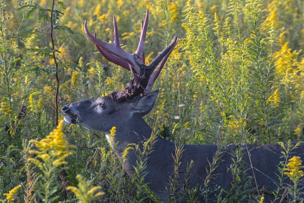 Bucks Do Not Contribute More to Their Offspring's Antler Potential Than Does