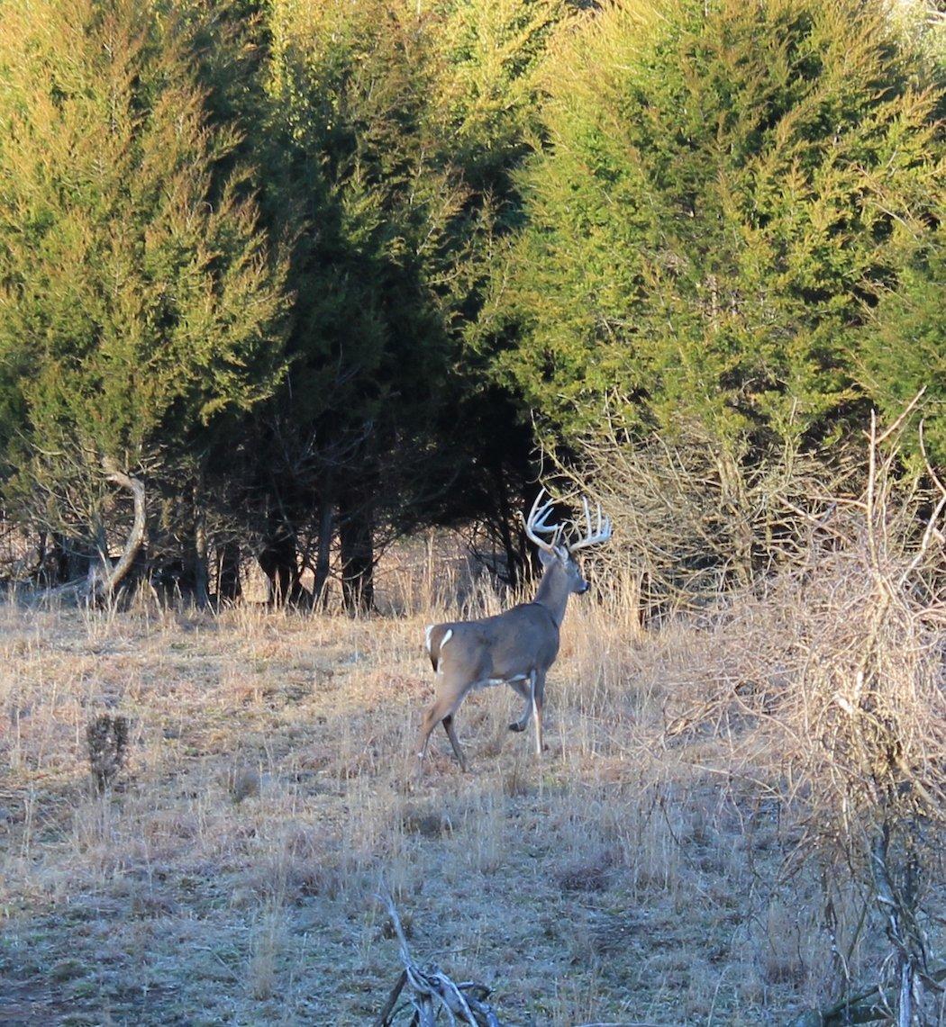 The Moon Does Not Dictate Breeding in White-Tailed Deer