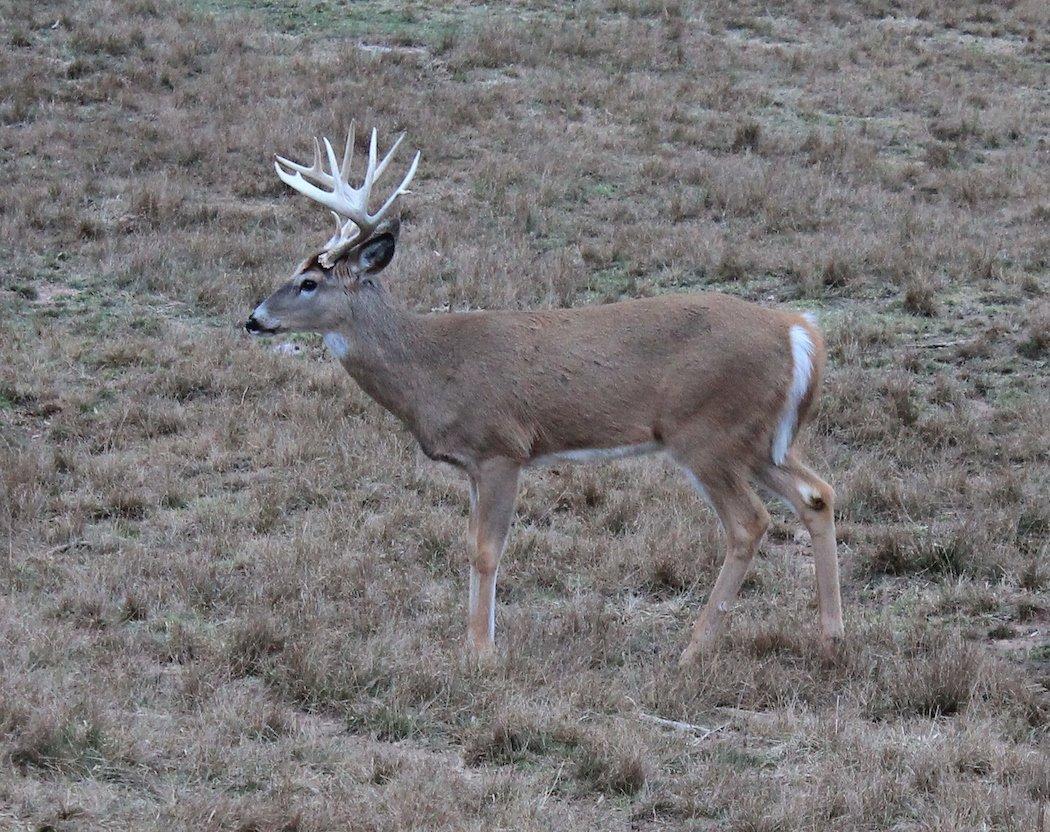 Deer Actually Do See in Color