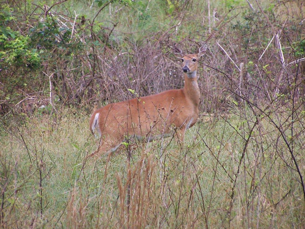 Age Does Not Determine Sexual Maturity in Whitetail Doe Fawns