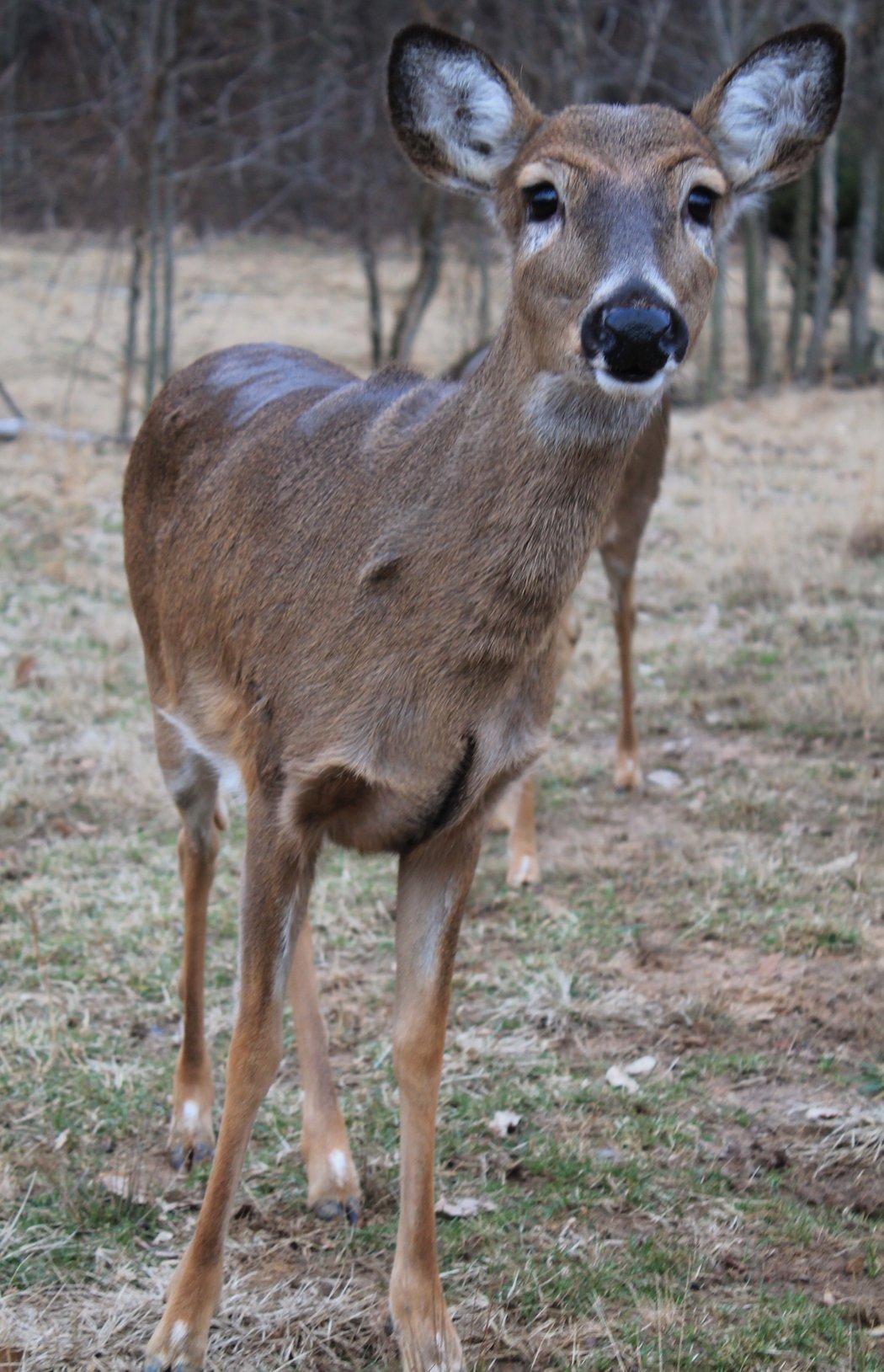 The Biggest Doe Is Not Always the Oldest Doe in the Group