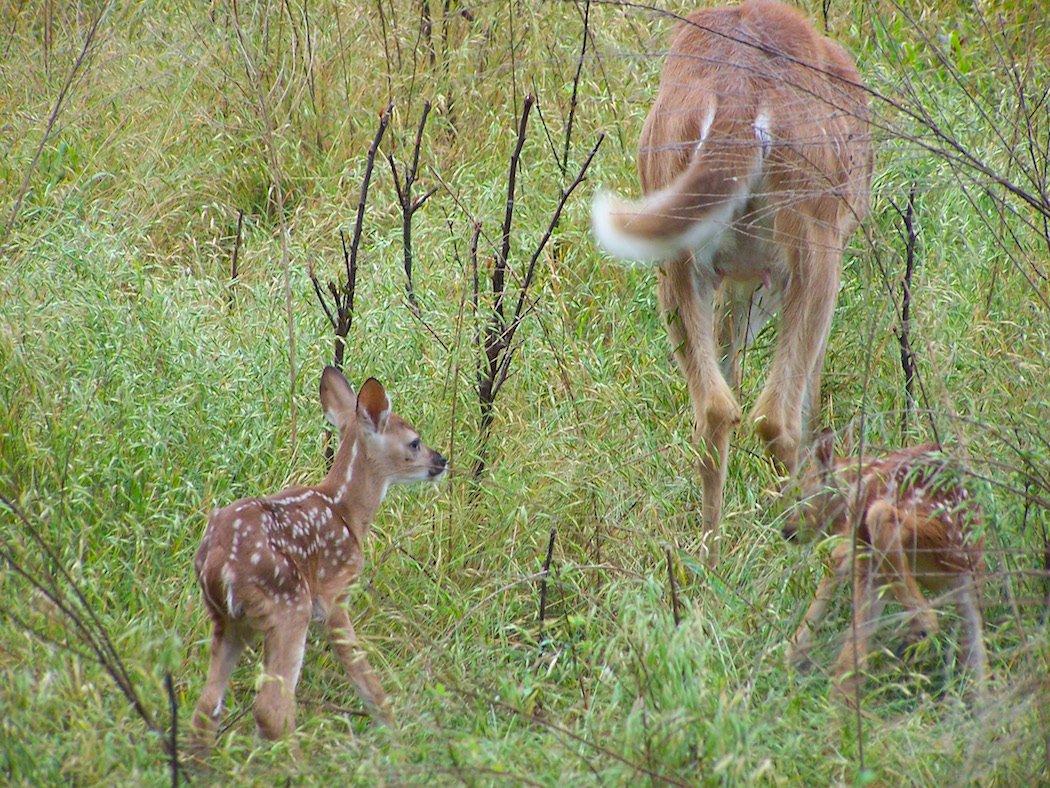 Sibling Fawns Are Not Always Sired by the Same Buck and All Twin Fawns Are Not Identical Twins