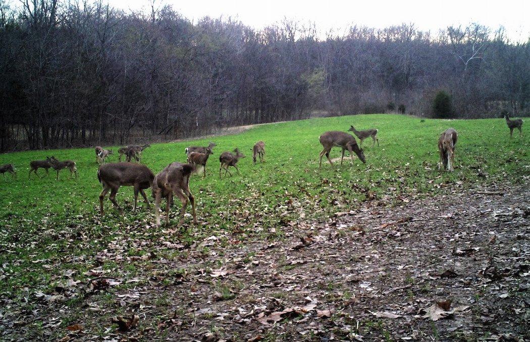 Do you have too many does where you hunt? (Photo courtesy of Michael Pendley)