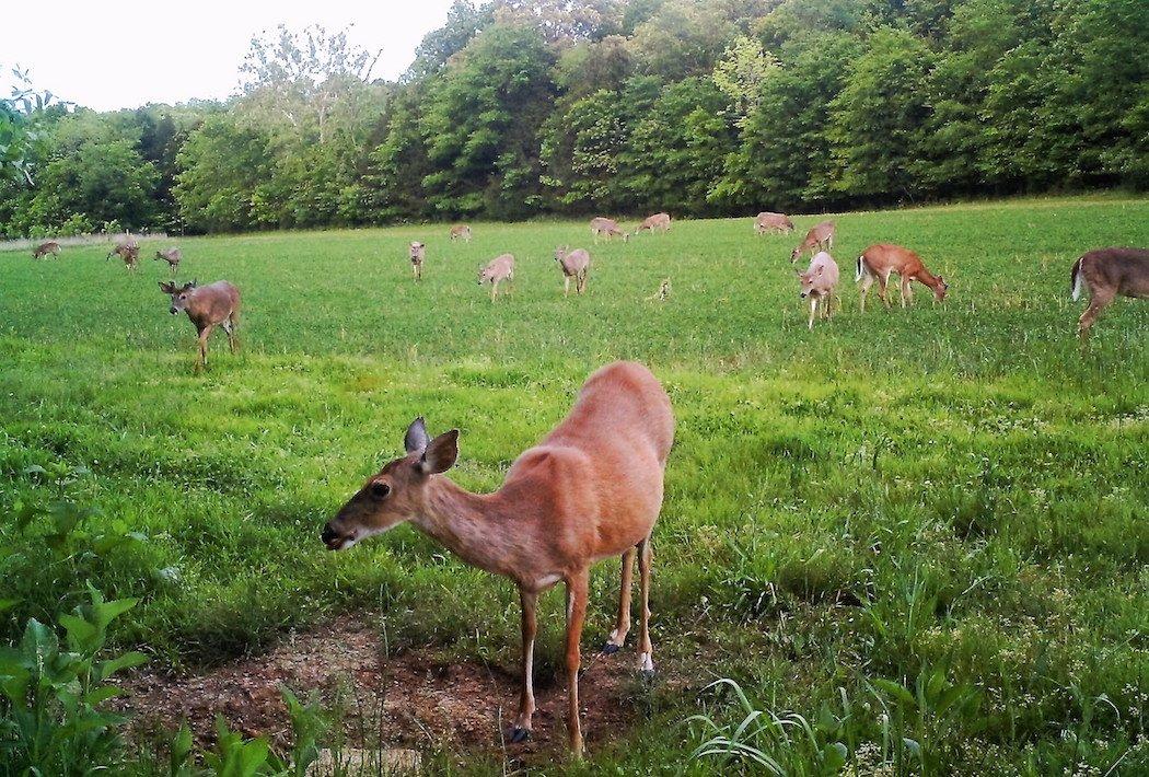 Make sound management decisions to responsibly manage the resource. (Photo courtesy of Michael Pendley)