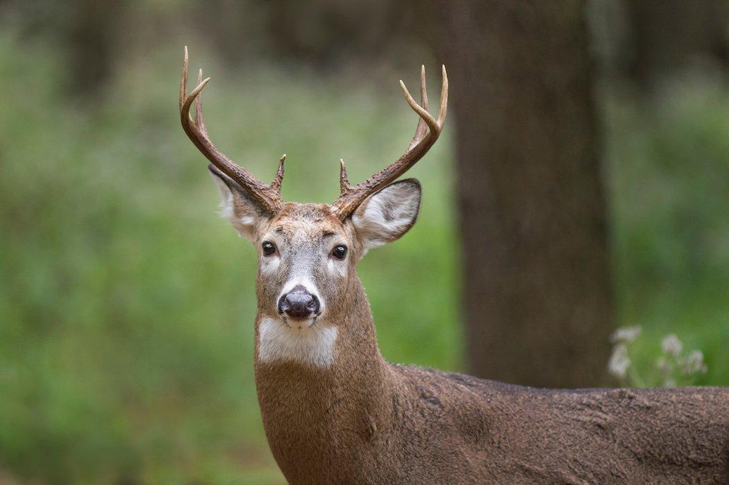 Rhode Island and New Mexico are the only states with huntable whitetail populations (not counting Coues) that haven't produced a Boone and Crockett non-typical buck. (Shutterstock / Ray Hennessy photo)