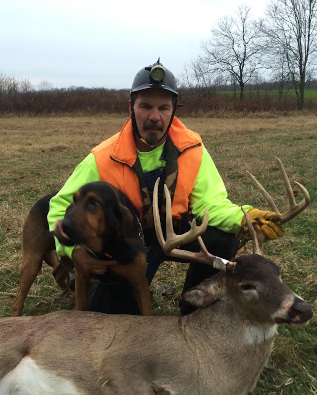 Deer hunting best sale hounds for sale