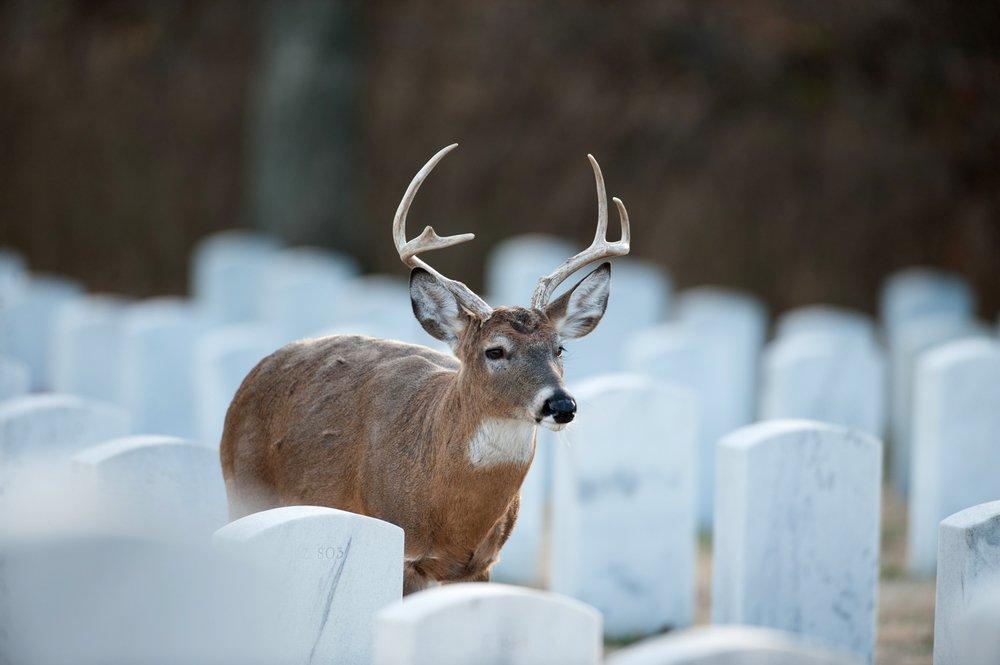 What's the weirdest place you've photographed a deer? Put your photos in the comments. (Shutterstock / Tony Campbell photo)