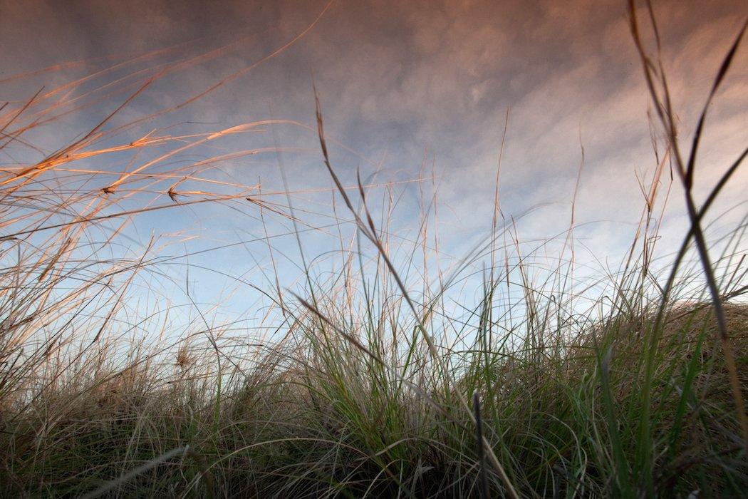 Native plants are crucial for deer. (Russell Graves photo)