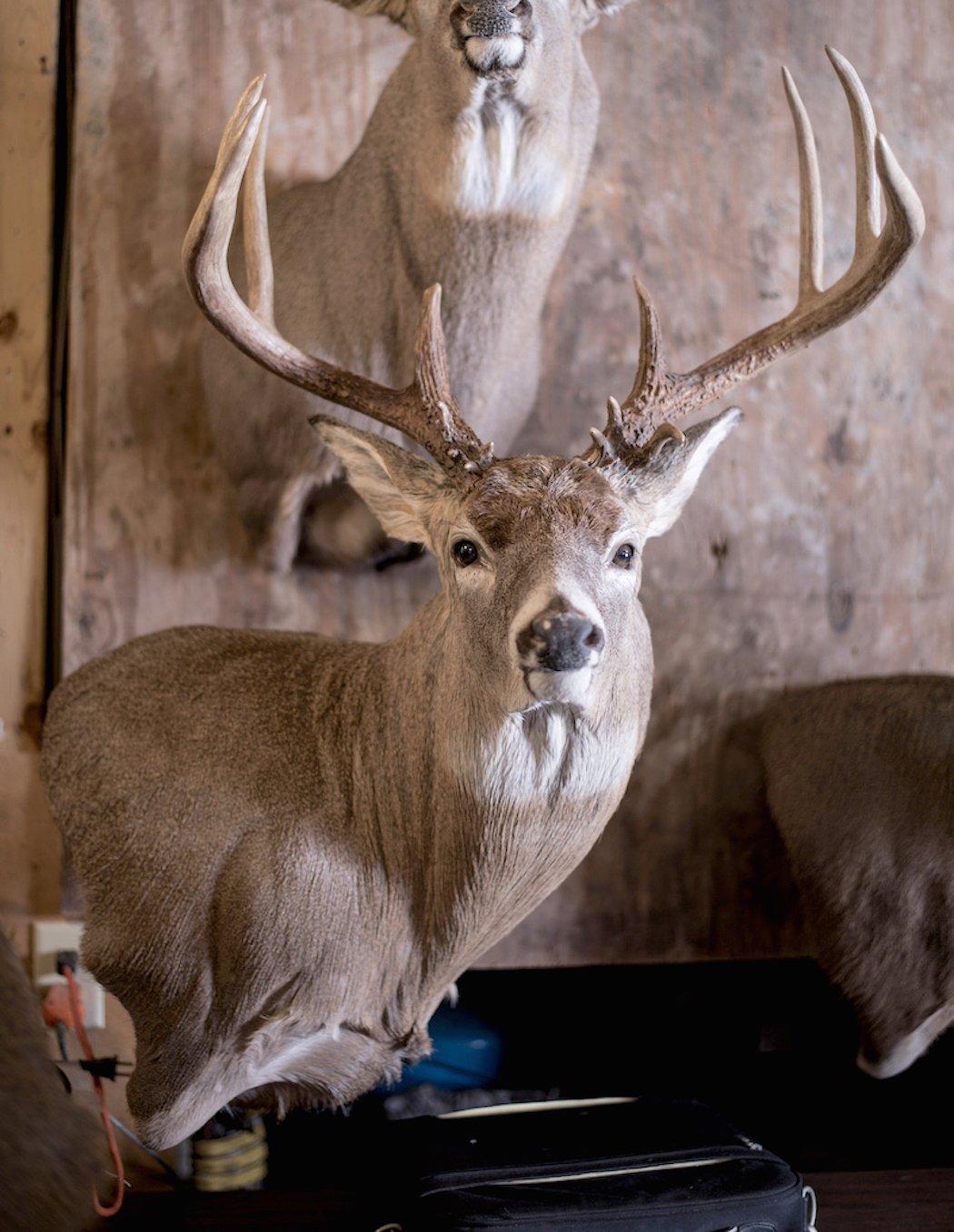 The Cost of Mounting a Deer Head