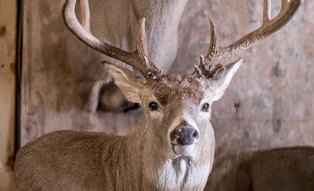 7 Different Deer Taxidermy Options and Their Costs