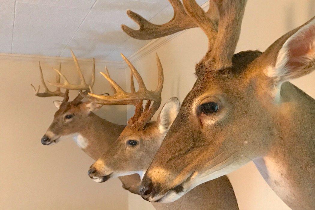 Deer mount clearance prices