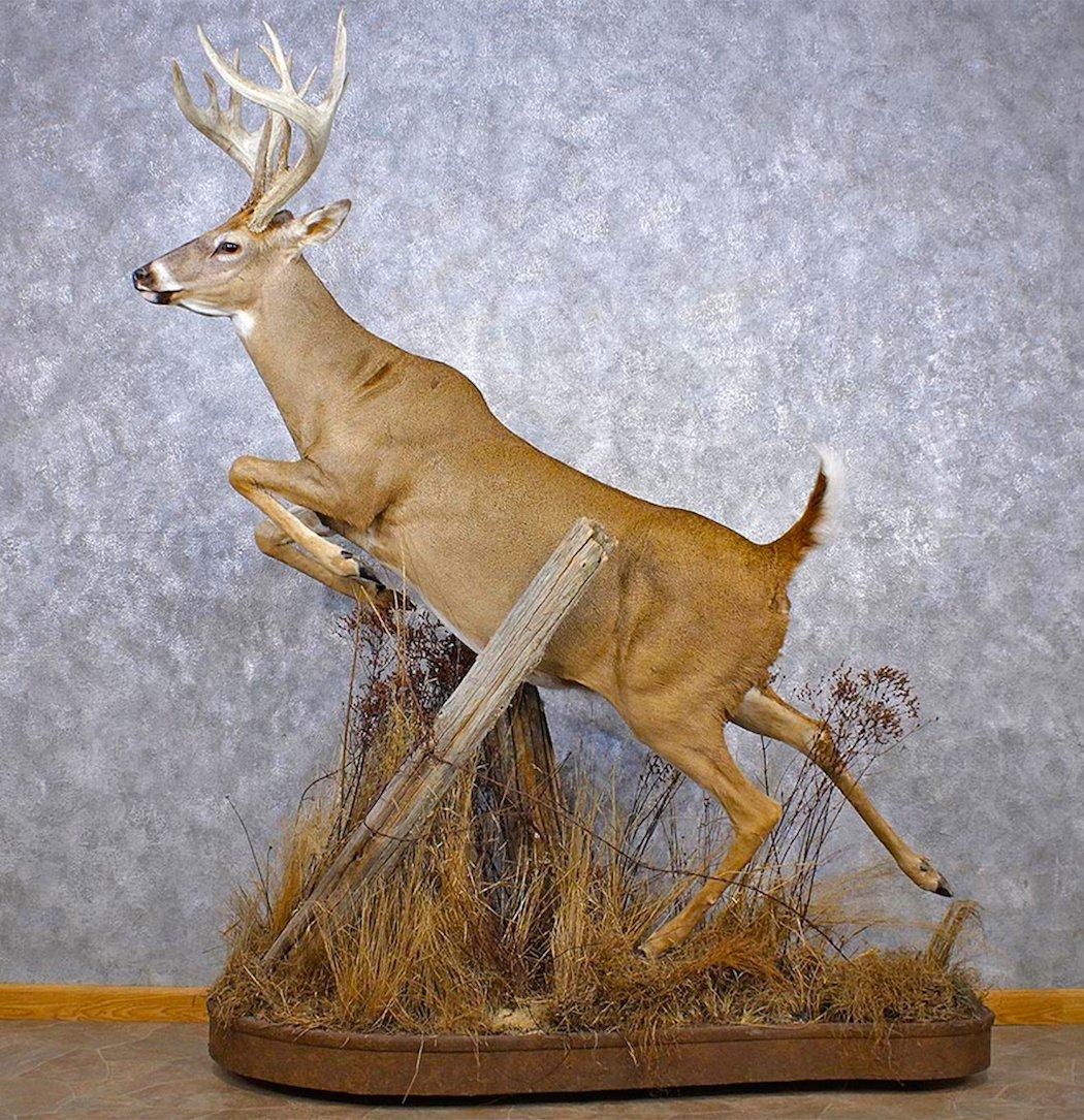 Florida Deer Small Antler Taxidermy with felt back