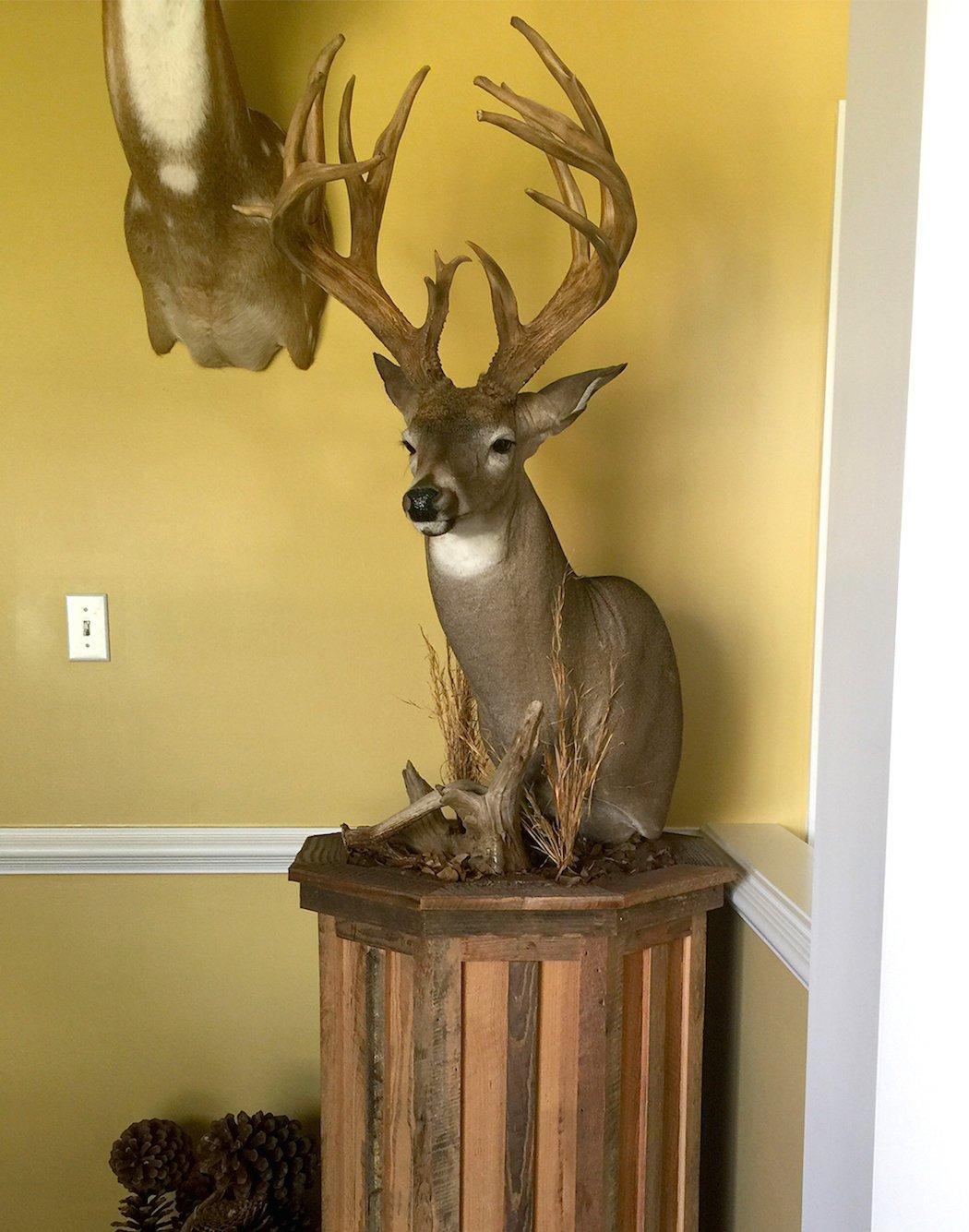 Deer mount hot sale prices