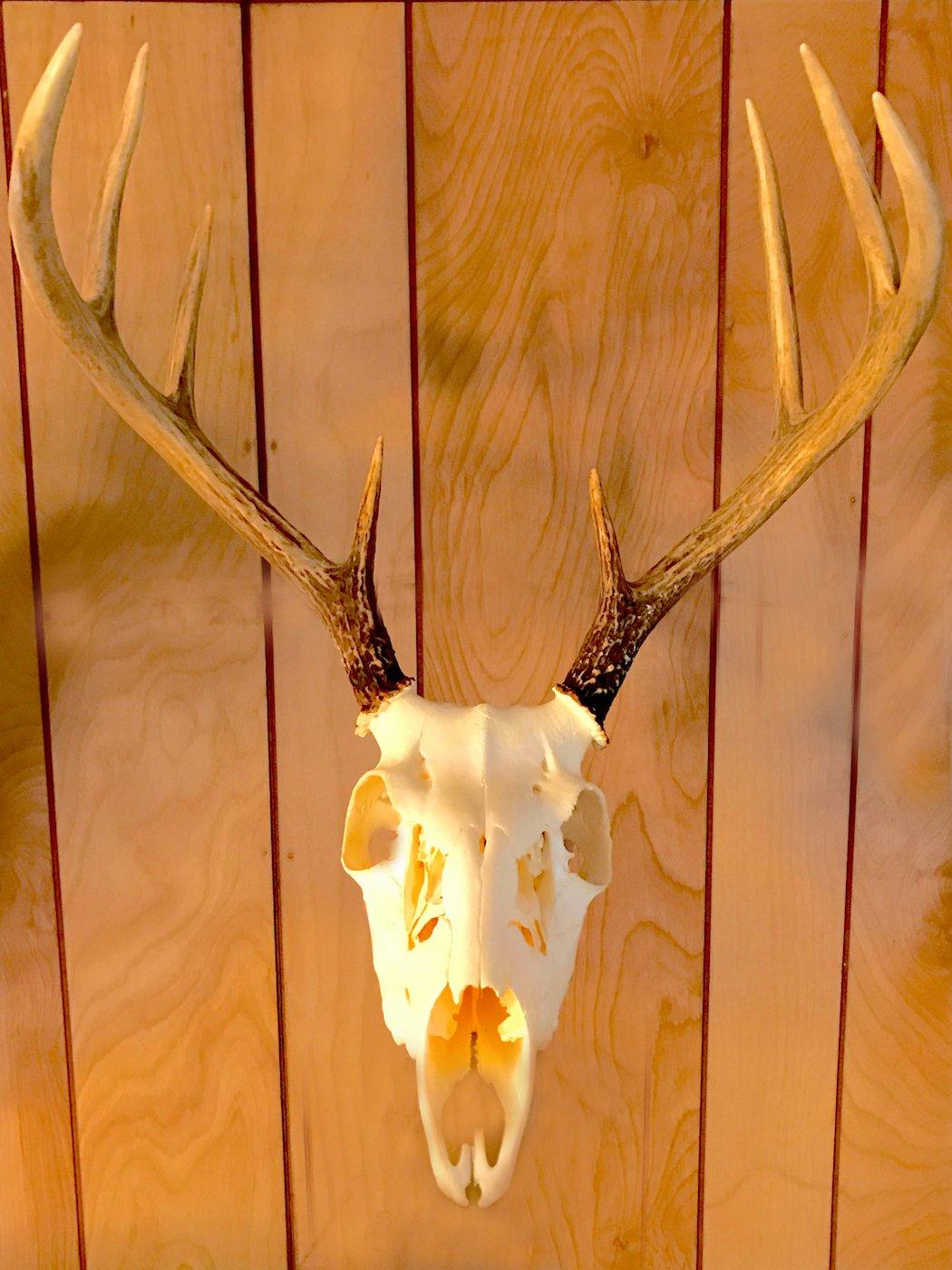 Traditional Skull Mount