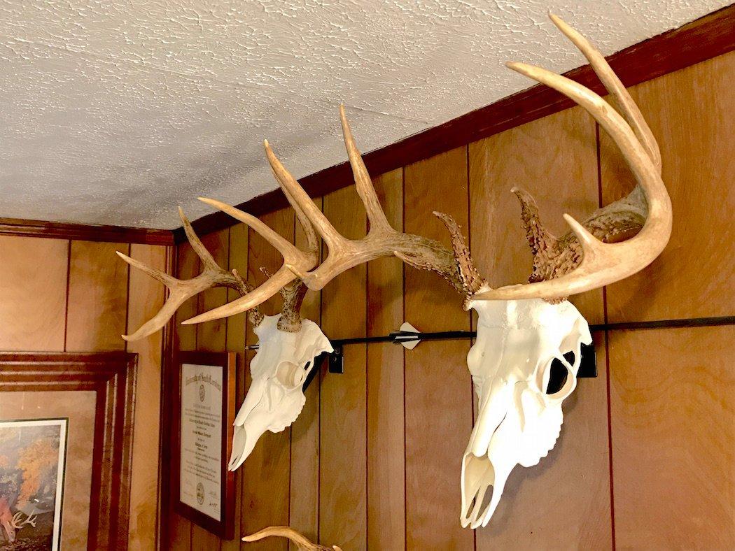 Deer head price new arrivals