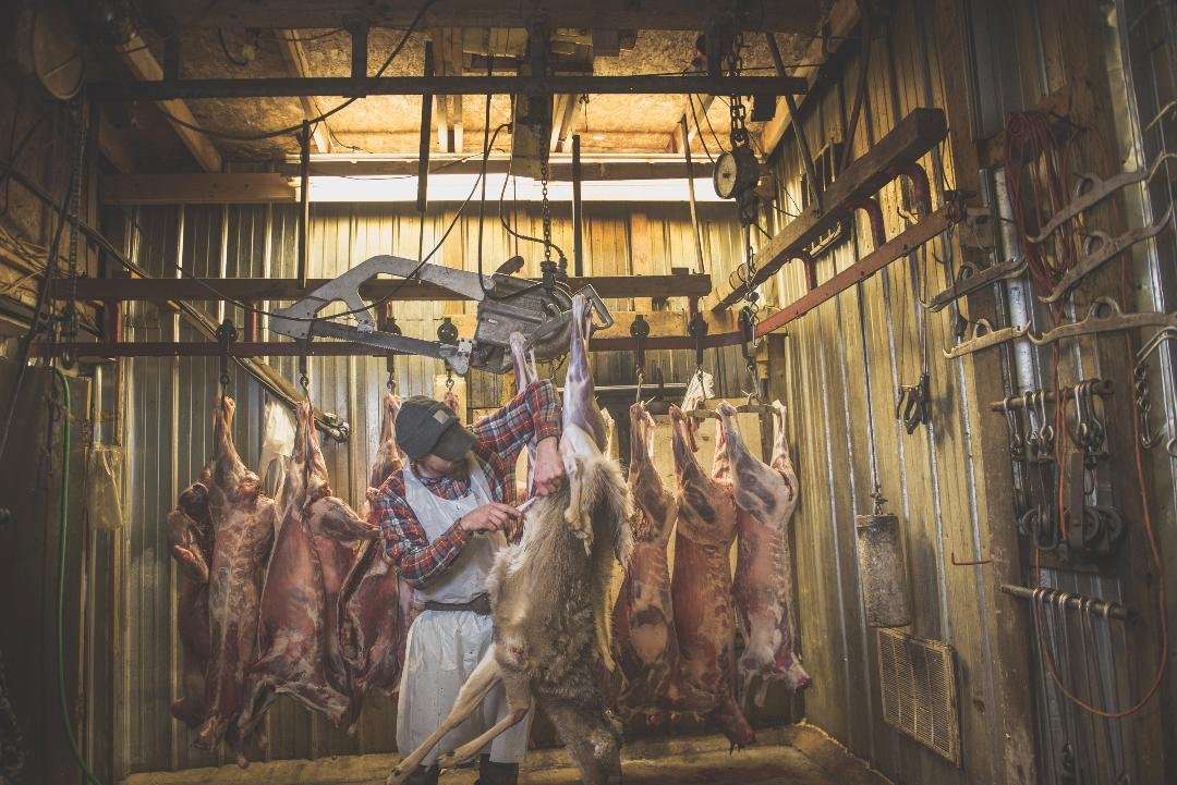 2019 Whitetail Report: The Current Status on Deer Processing - Realtree ...