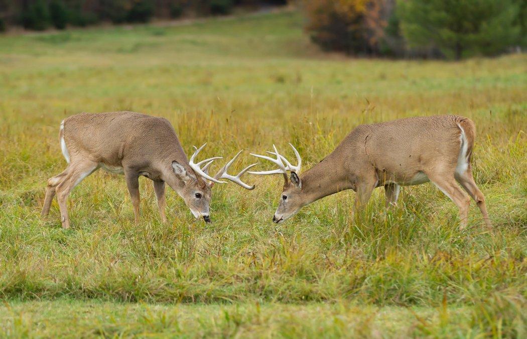 Observing how deer interact during the rut is one of the funnest aspects of November. (Shutterstock photo)