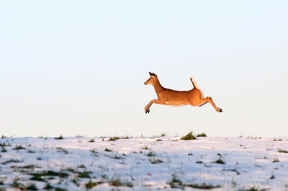 Don't Take Shots at Game Without a Background