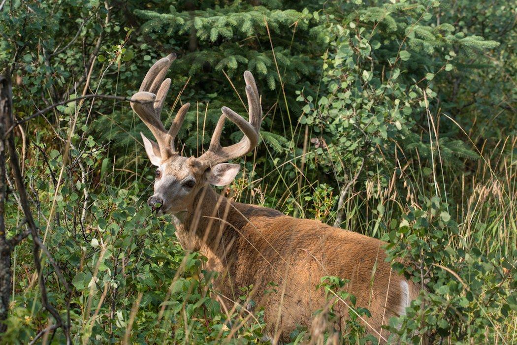 Do you hunt mornings during the early season? (Shutterstock/Lost Mountain Studio photo)