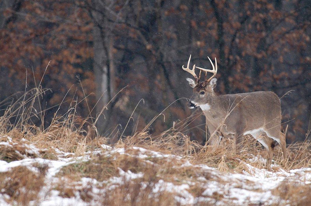 It's important to remember that deer are hardy creatures. Most of the herd will survive winter and carry on the species' legacy. (John Hafner photo)