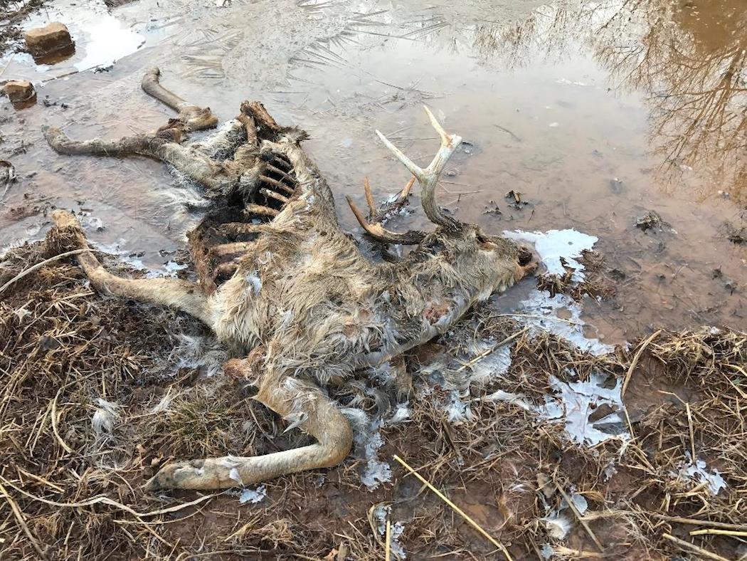 Winter kill is real. It can impact deer in most states. But it digs its claws in deepest in the northern stretches of the country. (Josh Honeycutt photo)