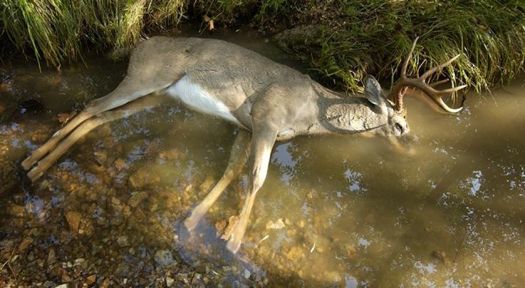 Image: realtree-ehd-deer-misourrideptofconservation_29