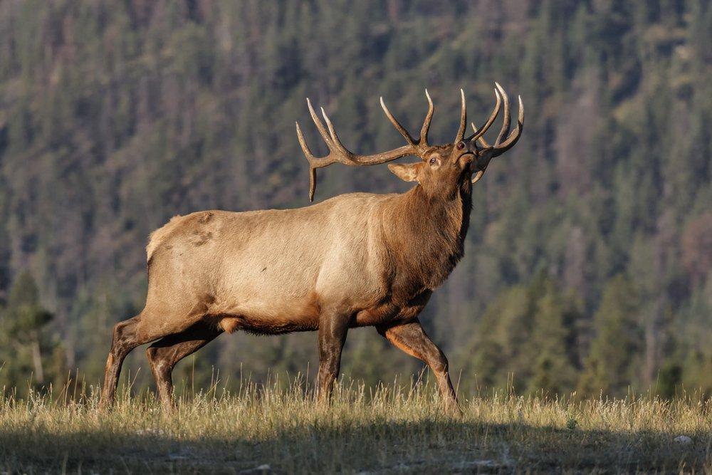 Bowhunting big game is a challenge. But it's also very rewarding. (Shutterstock / David Osborn photo)