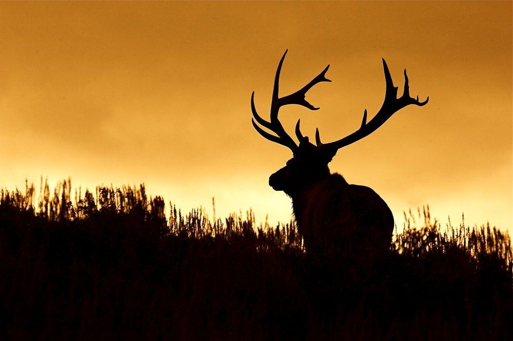 There's no better feeling than having a buck or bull within bow range at the end of a long, hard hunt. (Shutterstock / Tom Reichner photo)