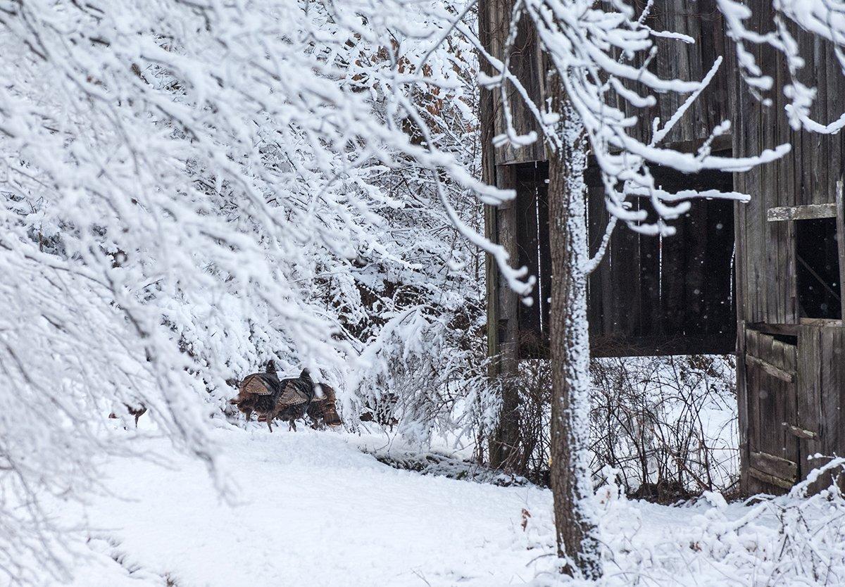 Most fall turkey states allow hunters to shoot either-sex birds. © Bill Konway photo