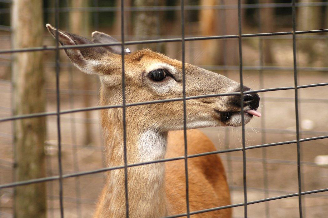 More than 100 deer were euthanized and 21 of them tested positive for CWD. (Shutterstock / Sara Robinson photo)