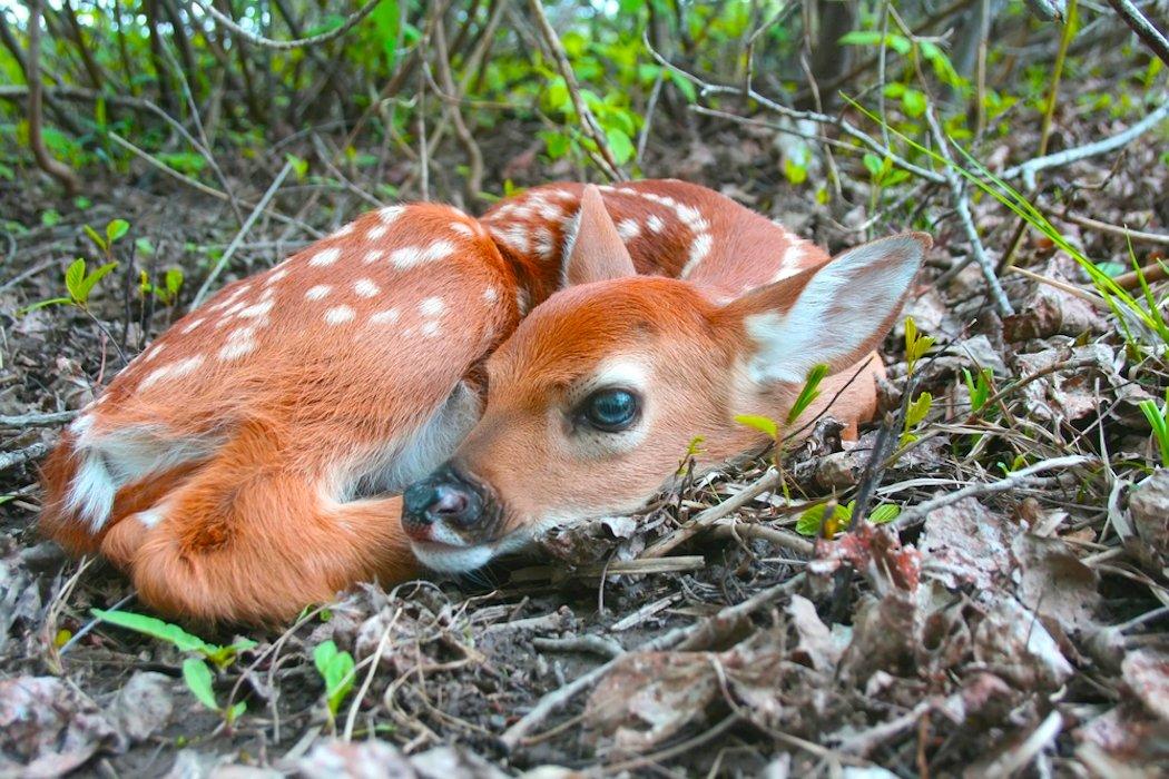 Fawns are much more likely to survive in areas with an abundance of early successional habitat. (Shutterstock/DCW Creations photo)