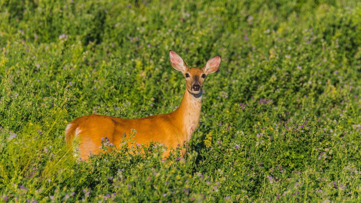 Have you ever planted or hunted over alfalfa? (Shutterstock / Tory Stephens photo)