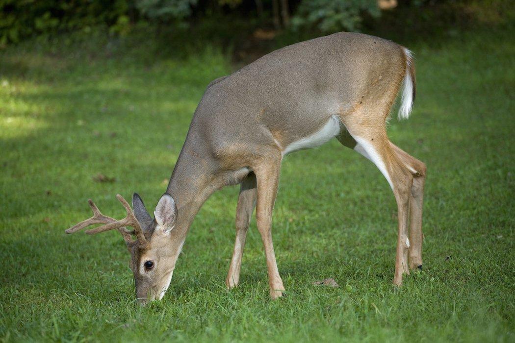 Food plots can provide the extra nutrients a deer needs. (Shutterstock / Guy J. Sagi photo)