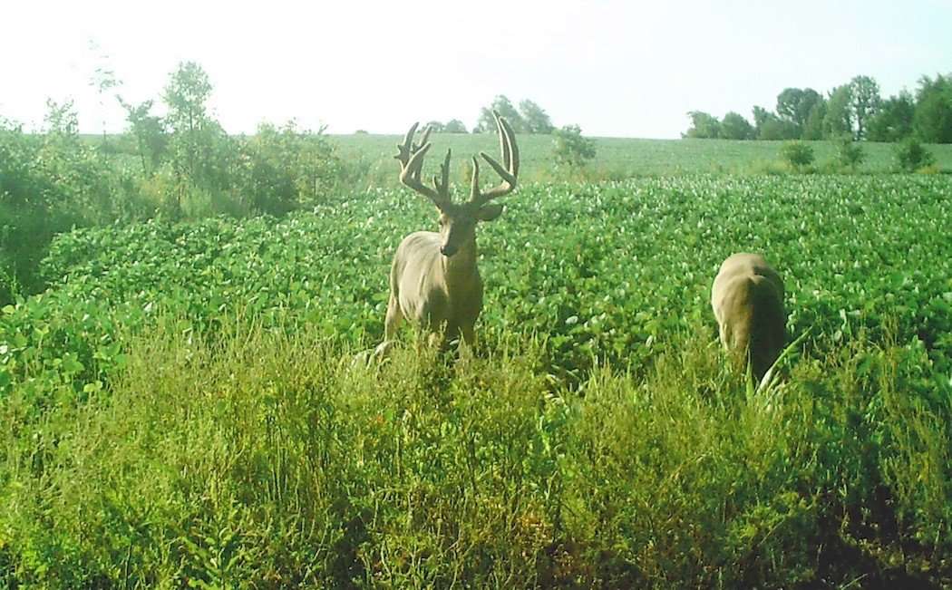 Fruit's trail cameras helped home in on this buck's core area. (Alex Fruit photo)