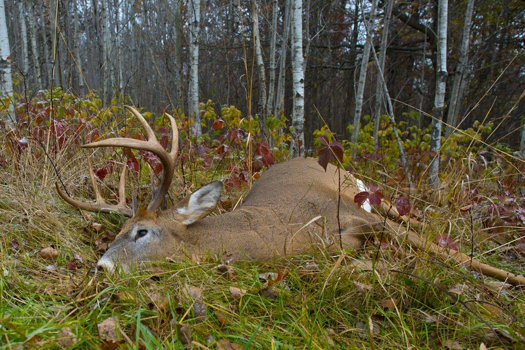 Deer Antlers Shrink After They've Dried? Deer & Deer Hunting