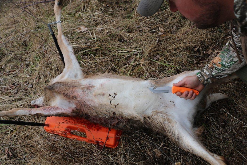 Begin Gutting the Deer