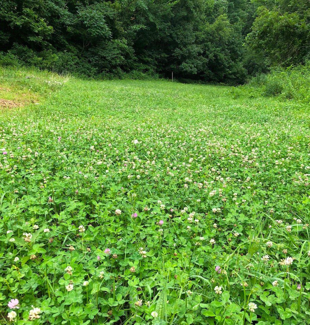 Clover is an incredible food source for deer. (Paul Annear photo)