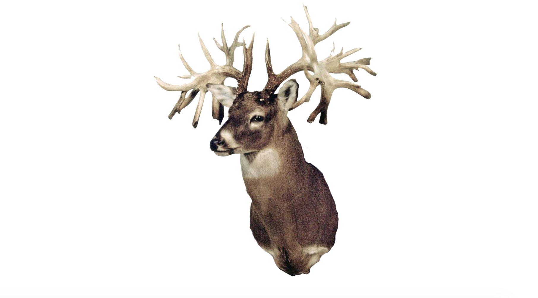 This Missouri buck is the most iconic of any that's ever walked the earth. It's not only the state record non-typical but also the world record. (Boone and Crockett photo)