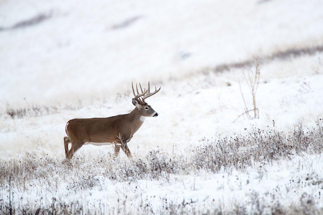 Record Deer: The Correlation of Pope and Young Harvest Maps and Hilly ...