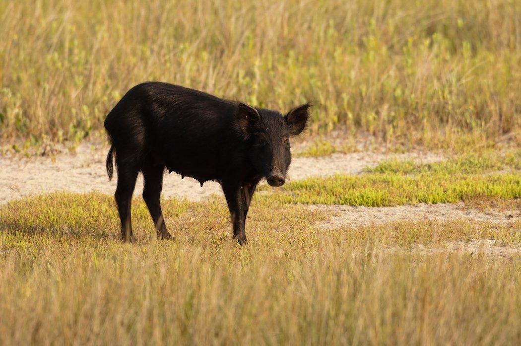 What is your solution to the growing hog threat? (Shutterstock/Tony Campbell photo)