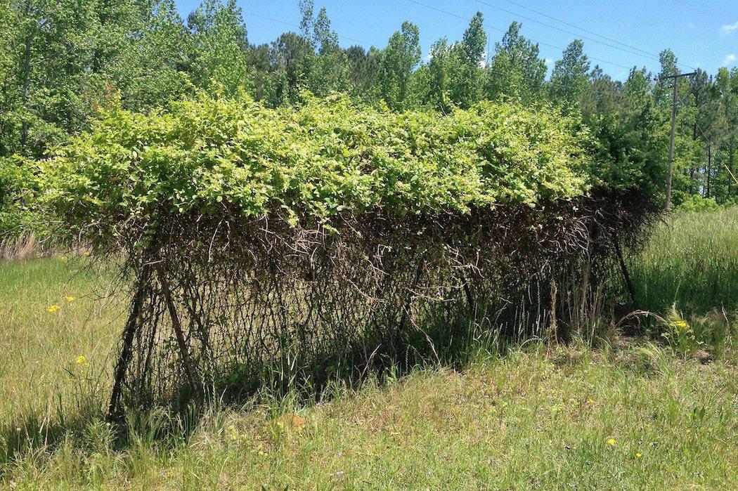 A tent-style food bar protects young plants and rootstock from browsing while they establish. (Tes Jolly photo)