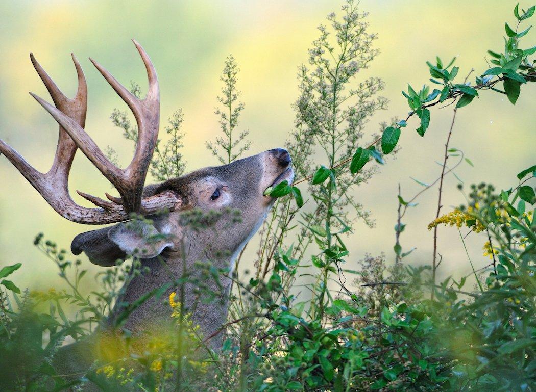 Honeysuckle management can increase your odds of tagging a nice buck. (Tes Jolly photo)