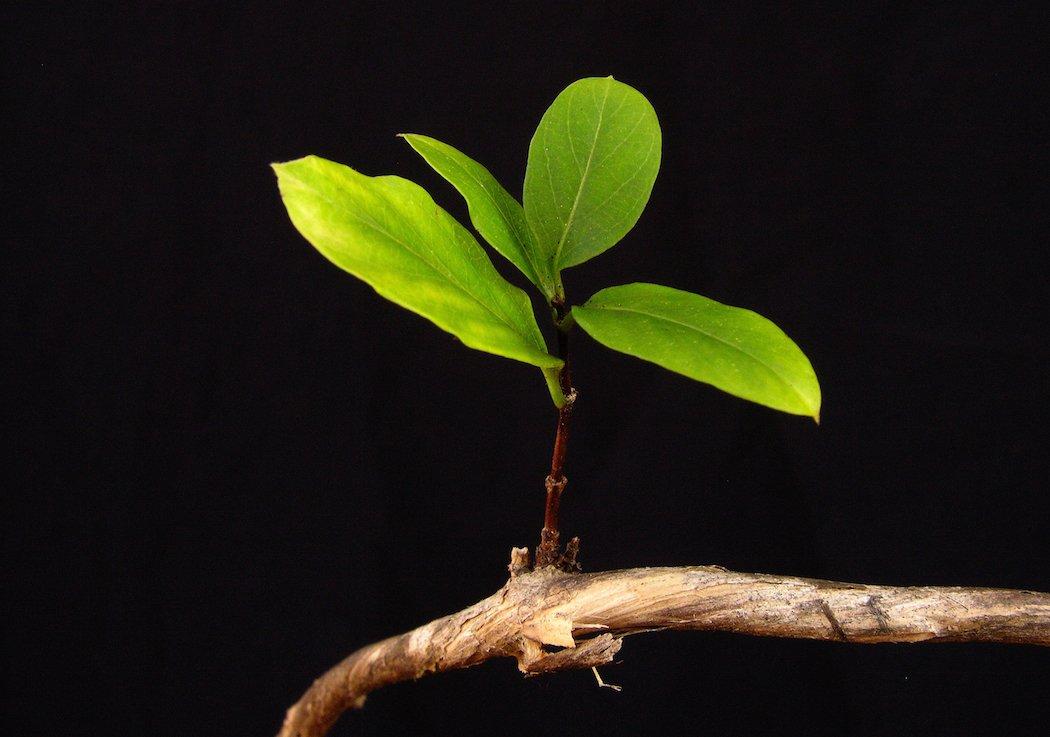 Trim honeysuckle vines for propagation in lengths that include several growth nodes. (Tes Jolly photo)