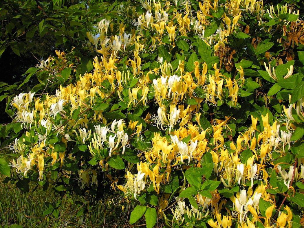 Honeysuckle is a deer magnet, providing quality forage, bedding, fawning and security cover. (Tes Jolly photo)