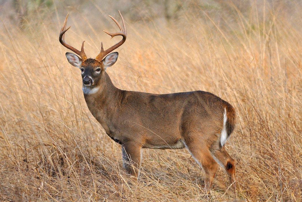 Do you age bucks before shooting them? (Tes Jolly photo)