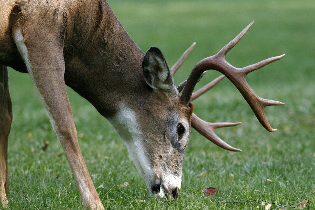 Deer hunting in Kentucky could see a major overhaul if this legislation passes. (Shutterstock/Mike Rogal photo)