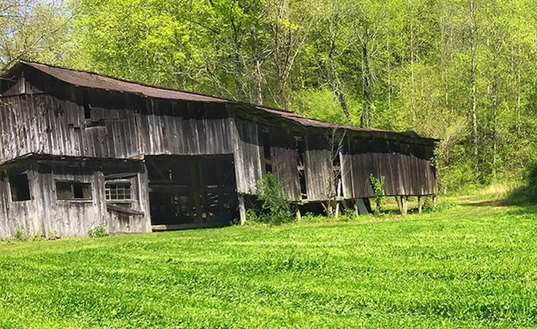 A young stand of Alyce clover begins to grow. (Bill Konway photo)