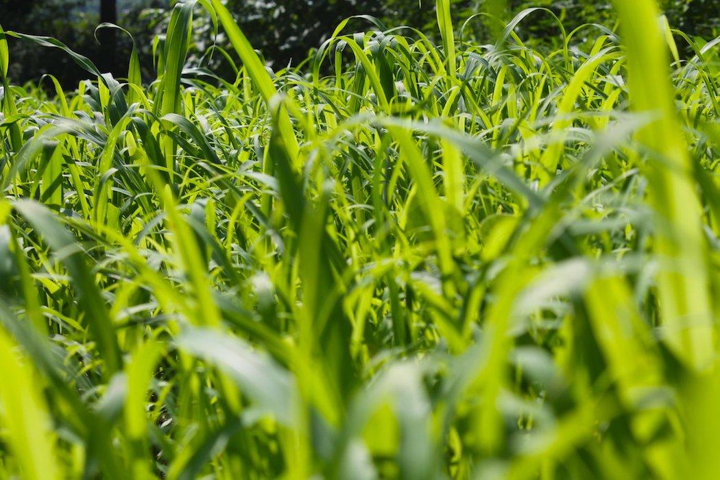 Clethodim is a great for killing grassy weeds in your food plots. (Josh Honeycutt photo)