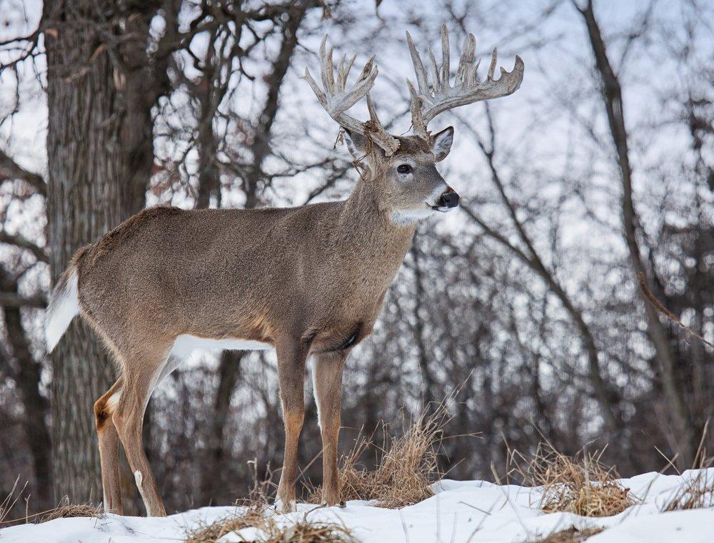 Deer hunting during the late season is an entirely different animal. (Shutterstock / Critterbiz photo)